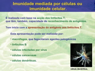 Imunidade mediada por células ou
            imunidade celular.

É realizada com base na acção dos linfócitos T,
que têm, também, capacidade de reconhecimento de antigénios.

Tem início com a apresentação do antigénio aos linfócitos T.

   Esta apresentação pode ser realizada por:
   • macrófagos, que fagocitaram agentes patogénicos

   • linfócitos B

   • células infectadas por vírus

   • células cancerosas

   • células dendríticas.


                                                  célula dendrítica.
 