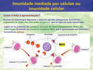 Imunidade mediada por células ou
               imunidade celular.
Como é feita a apresentação?
Quando os macrófagos fagocitam e digerem agentes patogénicos, formam-se
fragmentos de moléculas com poder antigénico, que se ligam às suas membranas.

Ligam-se às proteínas do complexo principal de histocompatibilidade (MHC) dos
macrófagos formando um complexo antigénio-MHC, que é apresentado aos linfócitos T,
tornando-os activos.
 