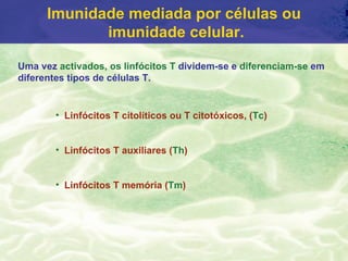 Imunidade mediada por células ou
             imunidade celular.

Uma vez activados, os linfócitos T dividem-se e diferenciam-se em
diferentes tipos de células T.


        • Linfócitos T citolíticos ou T citotóxicos, (Tc)


        • Linfócitos T auxiliares (Th)


        • Linfócitos T memória (Tm)
 