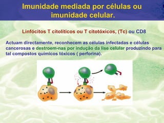 Imunidade mediada por células ou
              imunidade celular.

       Linfócitos T citolíticos ou T citotóxicos, (Tc) ou CD8

Actuam directamente, reconhecem as células infectadas e células
cancerosas e destroem-nas por indução da lise celular produzindo para
tal compostos químicos tóxicos ( perforina).
 