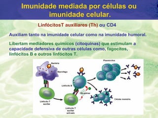 Imunidade mediada por células ou
            imunidade celular.
            LinfócitosT auxiliares (Th) ou CD4
Auxiliam tanto na imunidade celular como na imunidade humoral.

Libertam mediadores químicos (citoquinas) que estimulam a
capacidade defensiva de outras células como, fagocitos,
linfócitos B e outros linfócitos T.
 