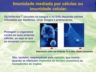 Imunidade mediada por células ou
             imunidade celular.
Os linfócitos T circulam no sangue e na linfa atacando células
infectadas por bactérias, vírus, fungos e protozoários.



Protegem o organismo
contra as suas próprias
células, ou seja as que
se tornaram cancerosas.


                          Interacção entre um linfócito Tc e uma célula cancerosa

      São, também, responsáveis pela rejeição, que ocorre
      quando se efectuam implantes de tecidos (enxertos) ou
      transplantes de órgãos.
 