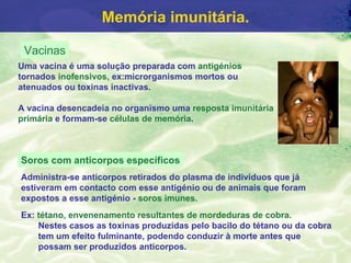 Memória imunitária.

 Vacinas
Uma vacina é uma solução preparada com antigénios
tornados inofensivos, ex:microrganismos mortos ou
atenuados ou toxinas inactivas.

A vacina desencadeia no organismo uma resposta imunitária
primária e formam-se células de memória.



Soros com anticorpos específicos
Administra-se anticorpos retirados do plasma de indivíduos que já
estiveram em contacto com esse antigénio ou de animais que foram
expostos a esse antigénio - soros imunes.
Ex: tétano, envenenamento resultantes de mordeduras de cobra.
    Nestes casos as toxinas produzidas pelo bacilo do tétano ou da cobra
    tem um efeito fulminante, podendo conduzir à morte antes que
    possam ser produzidos anticorpos.
 
