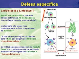 Defesa específica
Linfócitos B e Linfócitos T
Ambos são produzidos a partir de
células estaminais na medula óssea
(ou no fígado durante o período fetal).

Inicialmente são iguais mas
posteriormente sofrem um processo
de maturação.

Os linfócitos que migram da medula
para o timo dão origem aos linfócitos T
- Imunidade celular -

Os linfócitos que permanecem na medula
óssea e aí continuam o seu processo de
maturação dão origem aos linfócitos B
- Imunidade humoral -
 