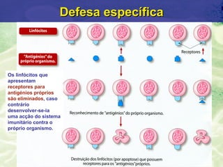 Defesa específica



Os linfócitos que
apresentam
receptores para
antigénios próprios
são eliminados, caso
contrário
desenvolver-se-ia
uma acção do sistema
imunitário contra o
próprio organismo.
 