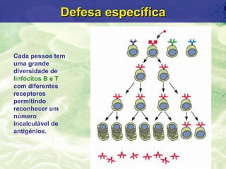 Defesa específica


Cada pessoa tem
uma grande
diversidade de
linfócitos B e T
com diferentes
receptores
permitindo
reconhecer um
número
incalculável de
antigénios.
 