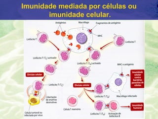 Imunidade mediada por células ou
       imunidade celular.
 