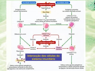 Interacção das células do
    sistema imunitário
 