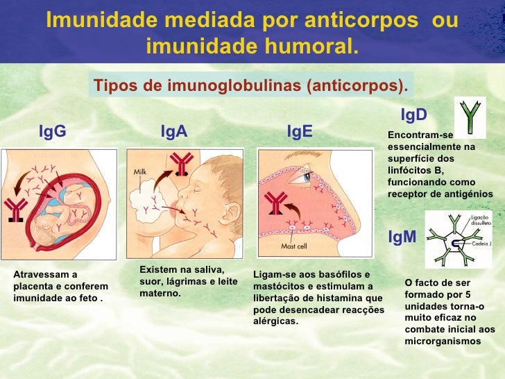 IMUNIDADE III IMUNIDADE III