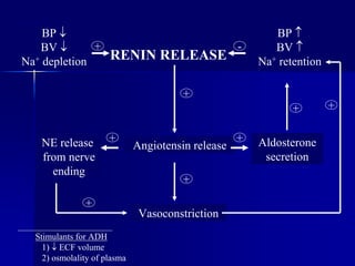 BP 
BV 
Na+ depletion
NE release
from nerve
ending
RENIN RELEASE
BP 
BV 
Na+ retention
+ -
Vasoconstriction
Aldosterone
secretion
Angiotensin release
+
+ +
+
+
+
Stimulants for ADH
1)  ECF volume
2) osmolality of plasma
+
 