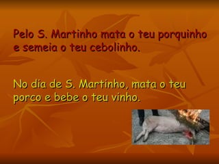 Pelo S. Martinho mata o teu porquinho e semeia o teu cebolinho.  No dia de S. Martinho, mata o teu porco e bebe o teu vinho.  
