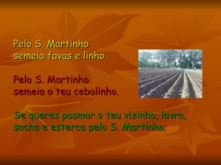 Pelo S. Martinho semeia favas e linho. Pelo S. Martinho semeia o teu cebolinho. Se queres pasmar o teu vizinho, lavra,  sacha e esterca pelo S. Martinho.   