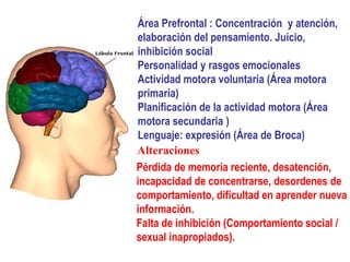 Área Prefrontal : Concentración y atención,
elaboración del pensamiento. Juicio,
inhibición social
Personalidad y rasgos emocionales
Actividad motora voluntaria (Área motora
primaria)
Planificación de la actividad motora (Área
motora secundaria )
Lenguaje: expresión (Área de Broca)
Alteraciones
Pérdida de memoria reciente, desatención,
incapacidad de concentrarse, desordenes de
comportamiento, dificultad en aprender nueva
información.
Falta de inhibición (Comportamiento social /
sexual inapropiados).
 