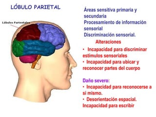 LÓBULO PARIETAL    Áreas sensitiva primaria y
                   secundaria
                   Procesamiento de información
                   sensorial
                   Discriminación sensorial.
                         Alteraciones
                  • Incapacidad para discriminar
                  estímulos sensoriales
                  • Incapacidad para ubicar y
                  reconocer partes del cuerpo

                  Daño severo:
                  • Incapacidad para reconocerse a
                  si mismo.
                  • Desorientación espacial.
                  Incapacidad para escribir
 
