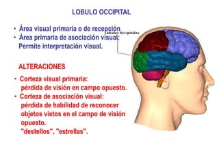 LOBULO OCCIPITAL

• Área visual primaria o de recepción
• Área primaria de asociación visual:
  Permite interpretación visual.

 ALTERACIONES
• Corteza visual primaria:
  pérdida de visión en campo opuesto.
• Corteza de asociación visual:
  pérdida de habilidad de reconocer
  objetos vistos en el campo de visión
  opuesto.
  "destellos", "estrellas".
 