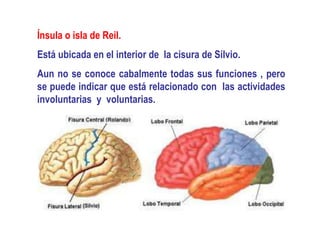 Ínsula o isla de Reil.
Está ubicada en el interior de la cisura de Silvio.
Aun no se conoce cabalmente todas sus funciones , pero
se puede indicar que está relacionado con las actividades
involuntarias y voluntarias.
 