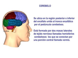 CEREBELO



Se ubica en la región posterior e inferior
del encéfalo unido al tronco encefálico
por el pedúnculo cerebeloso.

Está formado por dos masas laterales
de tejido nervioso llamadas hemisferios
cerebelosos los que se conectan por
una porción central llamada vermis.
 