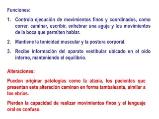 Funciones:
1. Controla ejecución de movimientos finos y coordinados, como
   correr, caminar, escribir, enhebrar una aguja y los movimientos
   de la boca que permiten hablar.
2. Mantiene la tonicidad muscular y la postura corporal.
3. Recibe información del aparato vestibular ubicado en el oído
   interno, manteniendo el equilibrio.

Alteraciones:
Pueden originar patologías como la ataxia, los pacientes que
presentan esta alteración caminan en forma tambaleante, similar a
los ebrios.
Pierden la capacidad de realizar movimientos finos y el lenguaje
oral es confuso.
 