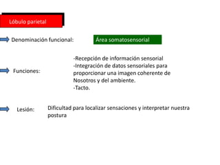 Lóbulo parietal

Denominación funcional:              Área somatosensorial


                            -Recepción de información sensorial
                            -Integración de datos sensoriales para
 Funciones:                 proporcionar una imagen coherente de
                            Nosotros y del ambiente.
                            -Tacto.


   Lesión:        Dificultad para localizar sensaciones y interpretar nuestra
                  postura
 