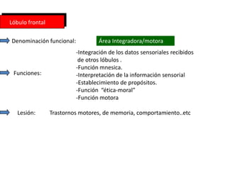 Lóbulo frontal

Denominación funcional:            Área Integradora/motora
                          -Integración de los datos sensoriales recibidos
                           de otros lóbulos .
                          -Función mnesica.
 Funciones:               -Interpretación de la información sensorial
                          -Establecimiento de propósitos.
                          -Función “ética-moral”
                          -Función motora

   Lesión:       Trastornos motores, de memoria, comportamiento..etc
 