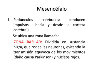 Mesencéfalo
1. Pedúnculos      cerebrales:     conducen
   impulsos     hacia y desde la corteza
   cerebral)
   Se ubica una zona llamada:
   ZONA BASILAR: Dividida en sustancia
   nigra, que rodea las neuronas, evitando la
   transmisión equívoca de los movimientos
   (daño causa Parkinson) y núcleos rojos.
 
