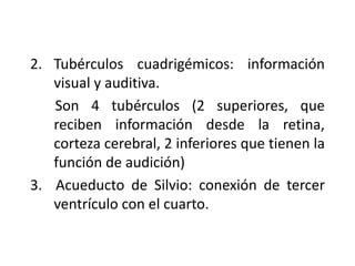 2. Tubérculos cuadrigémicos: información
   visual y auditiva.
   Son 4 tubérculos (2 superiores, que
   reciben información desde la retina,
   corteza cerebral, 2 inferiores que tienen la
   función de audición)
3. Acueducto de Silvio: conexión de tercer
   ventrículo con el cuarto.
 