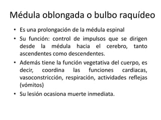 Médula oblongada o bulbo raquídeo
• Es una prolongación de la médula espinal
• Su función: control de impulsos que se dirigen
  desde la médula hacia el cerebro, tanto
  ascendentes como descendentes.
• Además tiene la función vegetativa del cuerpo, es
  decir, coordina las funciones cardiacas,
  vasoconstricción, respiración, actividades reflejas
  (vómitos)
• Su lesión ocasiona muerte inmediata.
 