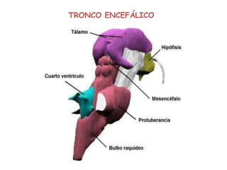 TRONCO ENCEFÁLICO
 