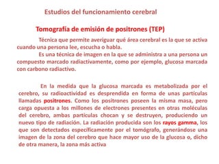 Estudios del funcionamiento cerebral

       Tomografía de emisión de positrones (TEP)
        Técnica que permite averiguar qué área cerebral es la que se activa
cuando una persona lee, escucha o habla.
        Es una técnica de imagen en la que se administra a una persona un
compuesto marcado radiactivamente, como por ejemplo, glucosa marcada
con carbono radiactivo.

        En la medida que la glucosa marcada es metabolizada por el
cerebro, su radioactividad es desprendida en forma de unas partículas
llamadas positrones. Como los positrones poseen la misma masa, pero
carga opuesta a los millones de electrones presentes en otras moléculas
del cerebro, ambas partículas chocan y se destruyen, produciendo un
nuevo tipo de radiación. La radiación producida son los rayos gamma, los
que son detectados específicamente por el tomógrafo, generándose una
imagen de la zona del cerebro que hace mayor uso de la glucosa o, dicho
de otra manera, la zona más activa
 