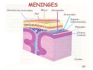 MENINGES
 