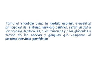 Tanto el encéfalo como la médula espinal, elementos
principales del sistema nervioso central, están unidos a
los órganos sensoriales, a los músculos y a las glándulas a
través de los nervios y ganglios que componen el
sistema nervioso periférico.
 