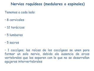 Nervios raquídeos (medulares o espinales)

Tenemos a cada lado:

• 8 cervicales

• 12 torácicos

• 5 lumbares

• 5 sacros

• 1 coccígeo; las raíces de los coccígeos se unen para
formar un solo nervio, debido ala ausencia de arcos
vertebrales que los separen con lo que no se desarrollan
agujeros intervertebrales
 