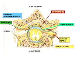 ZONA POSTERIOR


                                   DURAMADRE
  ESPACIO
  SUBARACNOIDEO


PIAMADRE
                                          ARACNOIDES


 VERTEBRA



                                          GANGLIO
                                          ESPINAL


                                     ESPACIO EPIDURAL

                  ZONA ANTERIOR
 