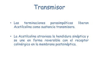 Transmisor

• Las    terminaciones    parasimpáticas   liberan
  Acetilcolina como sustancia transmisora.

• La Acetilcolina atraviesa la hendidura sináptica y
  se une en forma reversible con el receptor
  colinérgico en la membrana postsináptica.
 