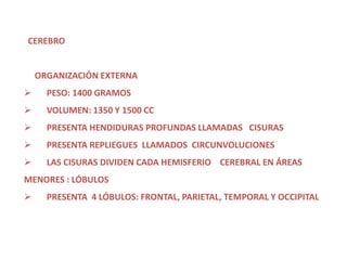 CEREBRO


    ORGANIZACIÓN EXTERNA
     PESO: 1400 GRAMOS
     VOLUMEN: 1350 Y 1500 CC
     PRESENTA HENDIDURAS PROFUNDAS LLAMADAS CISURAS
     PRESENTA REPLIEGUES LLAMADOS CIRCUNVOLUCIONES
     LAS CISURAS DIVIDEN CADA HEMISFERIO CEREBRAL EN ÁREAS
MENORES : LÓBULOS
     PRESENTA 4 LÓBULOS: FRONTAL, PARIETAL, TEMPORAL Y OCCIPITAL
 