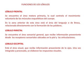 FUNCIONES DE LOS LÓBULOS


LÓBULO FRONTAL
Se encuentra el área motora primaria, la cual controla el movimiento
voluntario de los músculos esqueléticos del cuerpo.
En la zona anterior de esta área está el área del lenguaje o de Broca,
relacionada directamente con la formación de las palabras.

LOBULO PARIETAL
Se encuentra el área sensorial general, que recibe información proveniente
desde los receptores sensoriales ubicados en la piel y las articulaciones.

LOBULO OCCIPITAL
Está el área visual, que recibe información proveniente de lo ojos. Una vez
integrada y procesada, se elaboran las respuestas visuales.
 