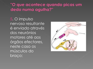 5 . O impulso nervoso resultante é enviado através dos neurónios motores até aos órgãos efectores, neste caso os músculos do braço; 