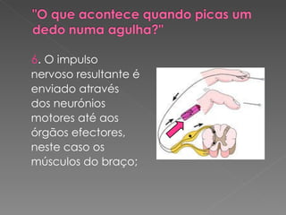 6 .  O impulso nervoso resultante é enviado através dos neurónios motores até aos órgãos efectores, neste caso os músculos do braço; 