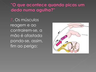 7 . Os músculos reagem e ao contrairem-se, a mão é afastada pondo-se, assim, fim ao perigo; 