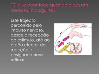 Este trajecto percorrido pelo impulso nervoso, desde a recepção do estímulo, até ao órgão efector da reacção é designado  arco reflexo .  
