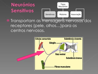 Transportam as mensagens nervosas dos receptores (pele, olhos…)para os centros nervosos. Tipos Neurónios Sensitivos Motores Associação 
