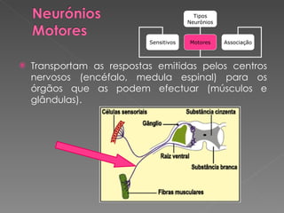 Transportam as respostas emitidas pelos centros nervosos (encéfalo, medula espinal) para os órgãos que as podem efectuar (músculos e glândulas). Tipos Neurónios Sensitivos Motores Associação 