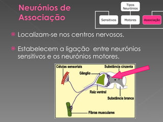 Localizam-se nos centros nervosos. Estabelecem a ligação  entre neurónios sensitivos e os neurónios motores. Tipos Neurónios Sensitivos Motores Associação 