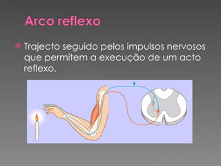 Trajecto seguido pelos impulsos nervosos que permitem a execução de um acto reflexo. 