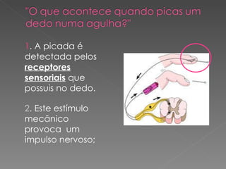 1 . A picada é detectada pelos  receptores sensoriais  que possuis no dedo. 2 . Este estímulo mecânico provoca  um impulso nervoso; 