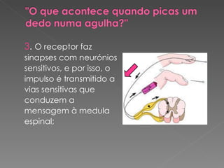 3 .  O receptor faz sinapses com neurónios sensitivos, e por isso, o impulso é transmitido a vias sensitivas que conduzem a mensagem à medula espinal; 