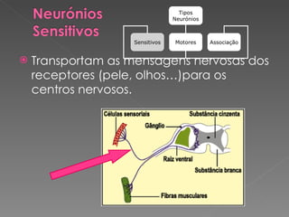 <ul><li>Transportam as mensagens nervosas dos receptores (pele, olhos…)para os centros nervosos. </li></ul>Tipos Neurónios...