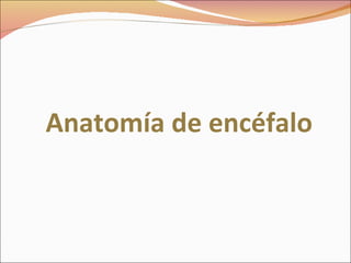 Anatomía de encéfalo 