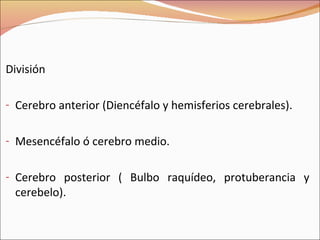 División Cerebro anterior (Diencéfalo y hemisferios cerebrales). Mesencéfalo ó cerebro medio. Cerebro posterior ( Bulbo raquídeo, protuberancia y cerebelo). 