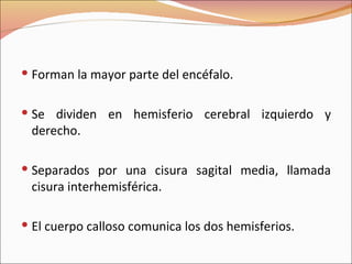 Forman la mayor parte del encéfalo. Se dividen en hemisferio cerebral izquierdo y derecho. Separados por una cisura sagital media, llamada cisura interhemisférica. El cuerpo calloso comunica los dos hemisferios. 